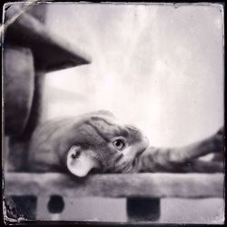 Close up of plant against blurred background