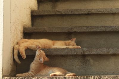 Cat lying on wall