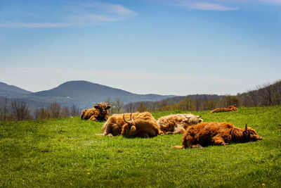 Cows relaxing on field against sky