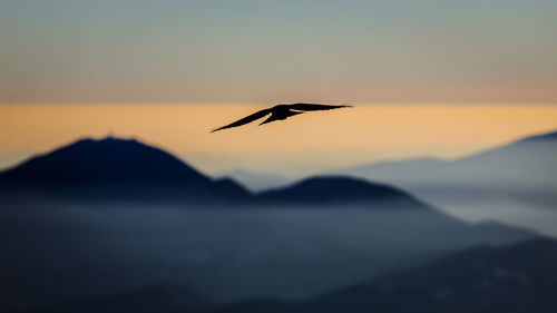 Silhouette bird flying in the sky