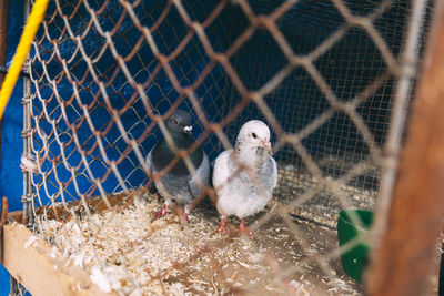 Birds in cage