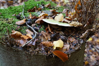 Close-up of autumn leaves on field