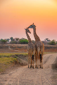 Giraffe in the wild, east africa