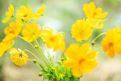 Close-up of yellow flowering plant