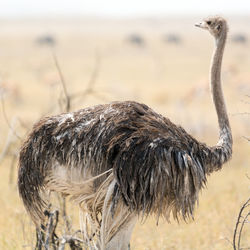 View of ostrich