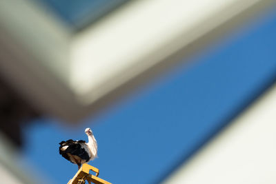 Low angle view of bird perching