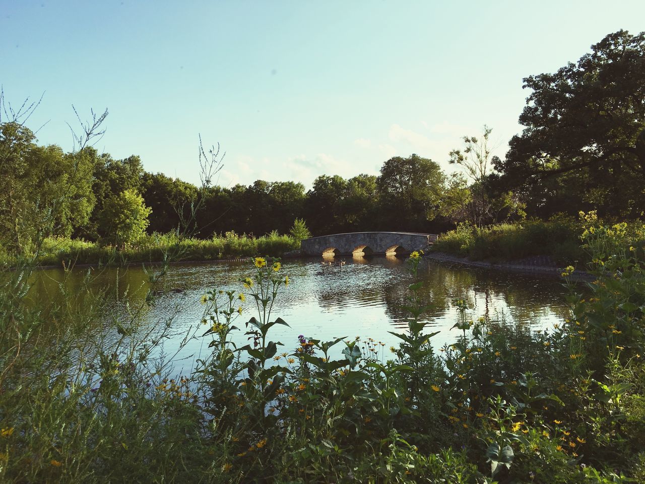 tree, water, lake, tranquility, tranquil scene, reflection, scenics, beauty in nature, nature, growth, sky, river, green color, idyllic, plant, day, calm, outdoors, no people, non-urban scene, lakeshore, non urban scene, lush foliage, remote, green, blue, standing water