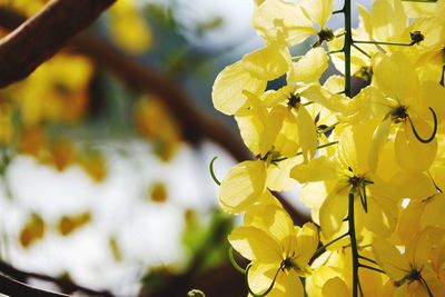 Close-up of yellow flowering plant