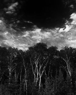 Low angle view of trees against cloudy sky