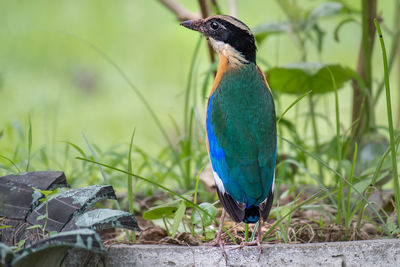 Close-up of bird perching on grass