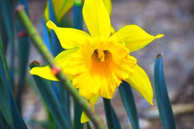 Close-up of yellow flower