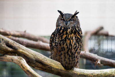 Eagle owl perching on a wood