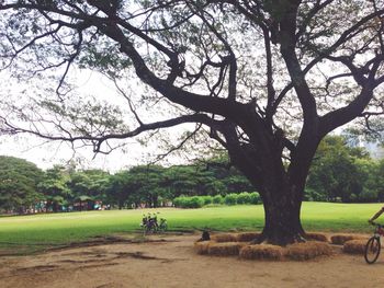 Trees in park