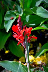 Close-up of red flowers