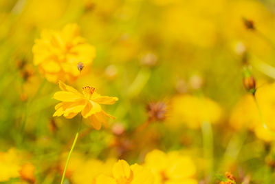 Canola field at