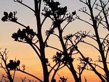 Low angle view of silhouette tree against sky during sunset