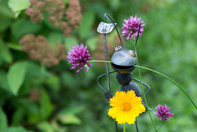 Close-up of bee on purple flower