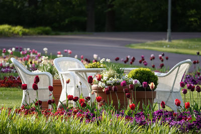 View of flowering plants in park