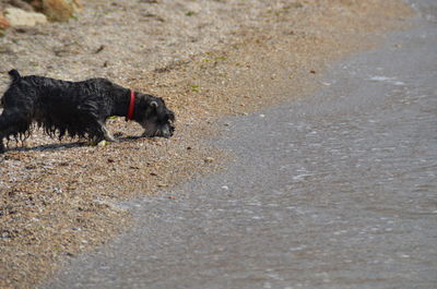 Side view of a dog on the road