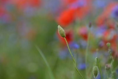 Close-up of red flowering plant