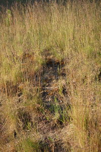 View of an animal on grass