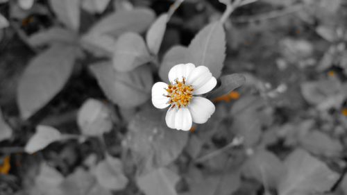 Close-up of white flowers blooming outdoors