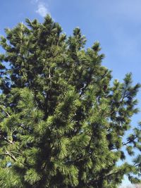 Low angle view of tree against sky