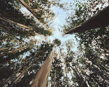 Low angle view of tree trunk