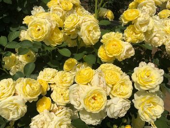 High angle view of rose bouquet