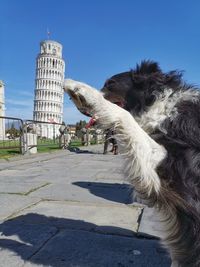 Zebra crossing in city against clear sky