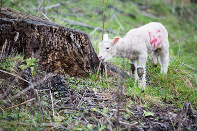 Sheep on field