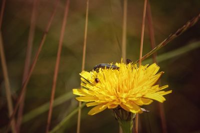 Close-up of insect on yellow flower