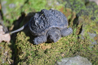 Little snapping turtle all alone 