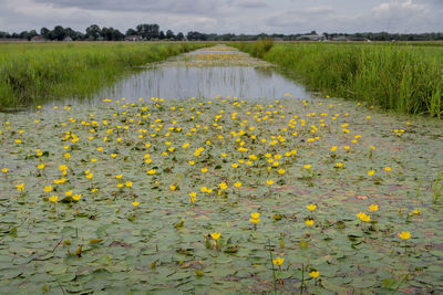 Scenic view of field