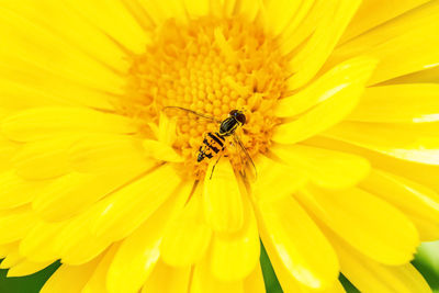 Close-up of bee on sunflower