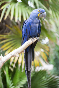 Close-up of parrot perching on branch