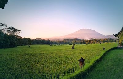 Scenic view of field against sky during sunset