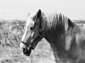 Close-up of a horse on field