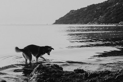 Dog standing on beach