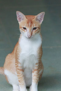 Portrait of cat sitting on floor