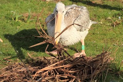 Close-up of bird on field