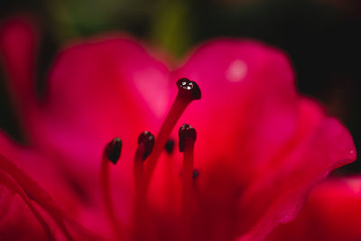 A close up of a red flower with red filaments and black anther on the top