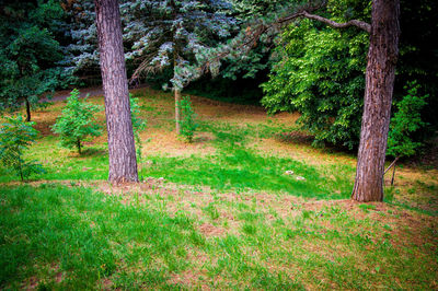 Trees on field in forest