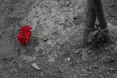 Low section of person working on flower