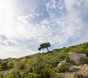 Plants growing on land against sky, between cassis and marseille, france