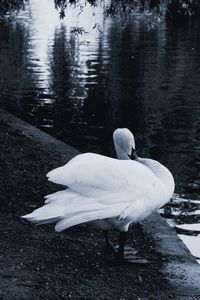 White swan on lakeshore