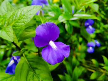 Close-up of purple flowers