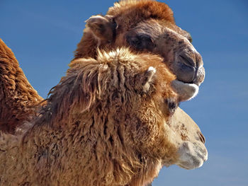 Low angle view of giraffe against sky