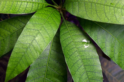 Mango's green leaves patterns and textures