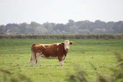 Cow standing in a field